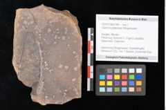 Foto (Objekt + Etikett) von Quercus palaeoilex Ettingshausen (NHMW-GEO-2024-0188-0785)